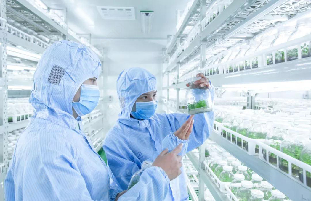 植物組培室設計的基本布局有哪些？植物組培室的基本布局有什么？